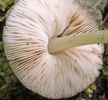 Pluteus phlebophorus (drobnołuszczak pomarszczony)