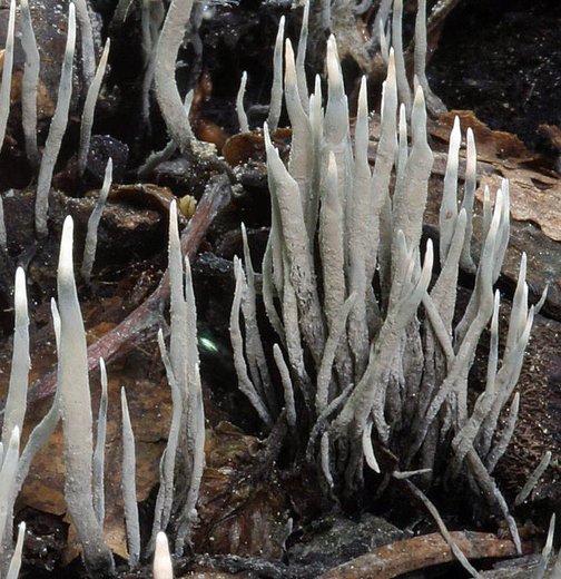 Xylaria carpophila (próchnilec owocolubny)