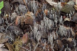 Xylaria carpophila (próchnilec owocolubny)