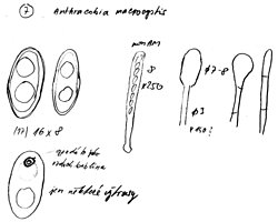 Anthracobia macrocystis