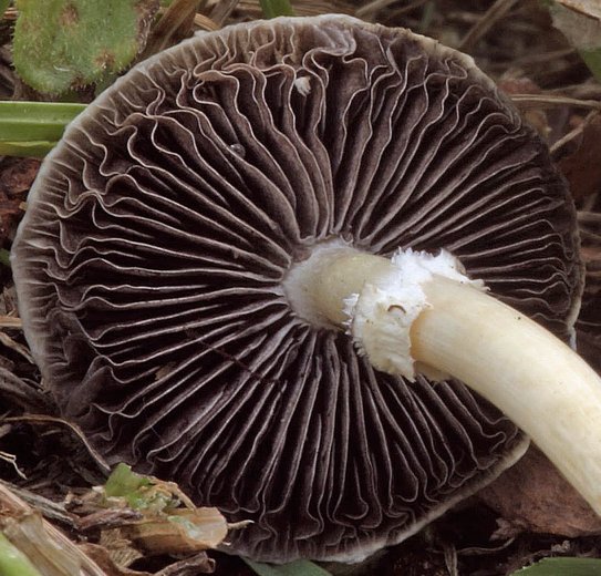 Stropharia melanosperma (pierścieniak czarnozarodnikowy)