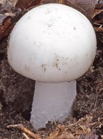 Amanita verna (muchomor wiosenny)