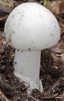 Amanita verna (muchomor wiosenny)