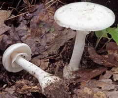 Amanita verna (muchomor wiosenny)