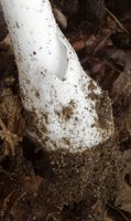 Amanita verna (muchomor wiosenny)