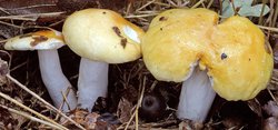 Russula risigallina (gołąbek zmiennobarwny)