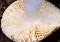 Russula risigallina (gołąbek zmiennobarwny)