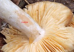 Russula risigallina (gołąbek zmiennobarwny)