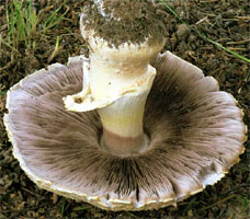 Agaricus arvensis (pieczarka biaława)