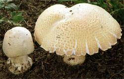 Agaricus arvensis (pieczarka biaława)