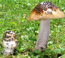 Amanita ceciliae (muchomor złotawy)