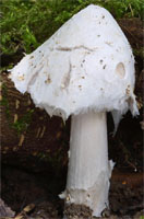 Amanita friabilis (muchomor olszynowy)