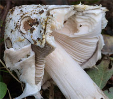 Amanita friabilis (muchomor olszynowy)