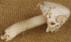 Amanita friabilis (muchomor olszynowy)