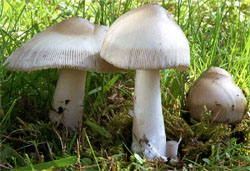 Amanita magnivolvata (muchomor wielkopochwowy)