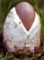 Amanita magnivolvata (muchomor wielkopochwowy)