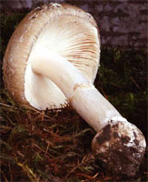 Amanita pantherina (muchomor plamisty)