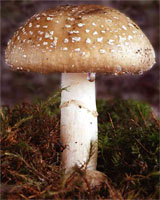 Amanita pantherina (muchomor plamisty)