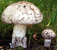 Amanita strobiliformis (muchomor szyszkowaty)