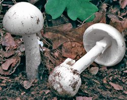 Amanita verna (muchomor wiosenny)