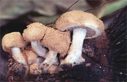 Asterophora lycoperdoides (grzybolubka purchawkowata)