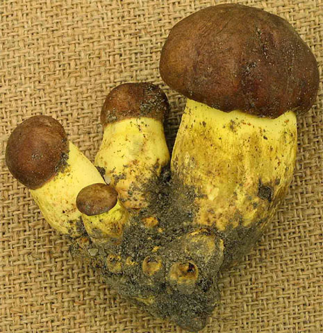 Butyriboletus appendiculatus (masłoborowik żółtobrązowy)