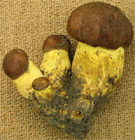 Butyriboletus appendiculatus (masłoborowik żółtobrązowy)