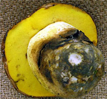 Butyriboletus appendiculatus (masÅ‚oborowik Å¼Ã³Å‚tobrÄ…zowy)
