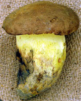 Butyriboletus appendiculatus (masłoborowik żółtobrązowy)