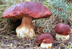 Boletus pinophilus (borowik sosnowy)