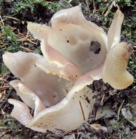 Sarcosphaera coronaria (koronica ozdobna)