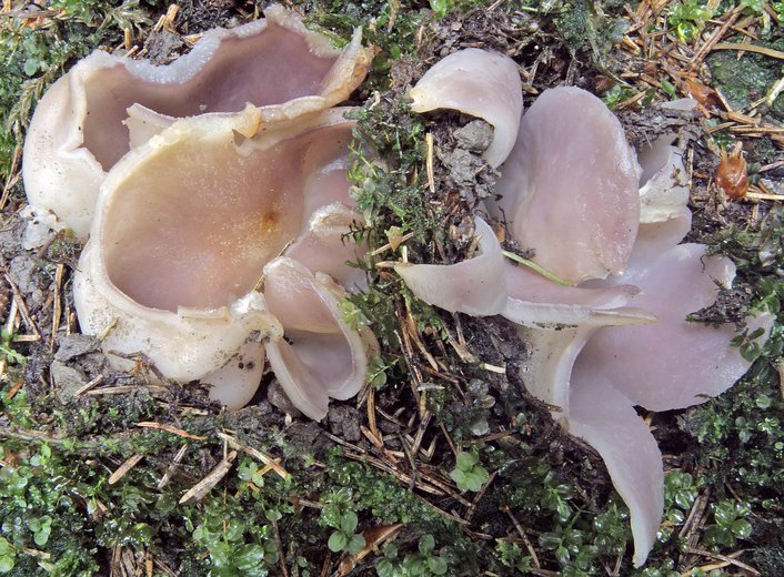 Sarcosphaera coronaria (koronica ozdobna)