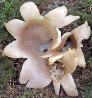 Sarcosphaera coronaria (koronica ozdobna)