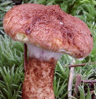 Suillus cavipes (maślak dęty)