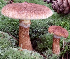 Suillus cavipes (maślak dęty)