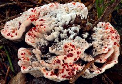 Hydnellum peckii (kolczakówka piekąca)