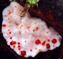 Hydnellum peckii (kolczakówka piekąca)