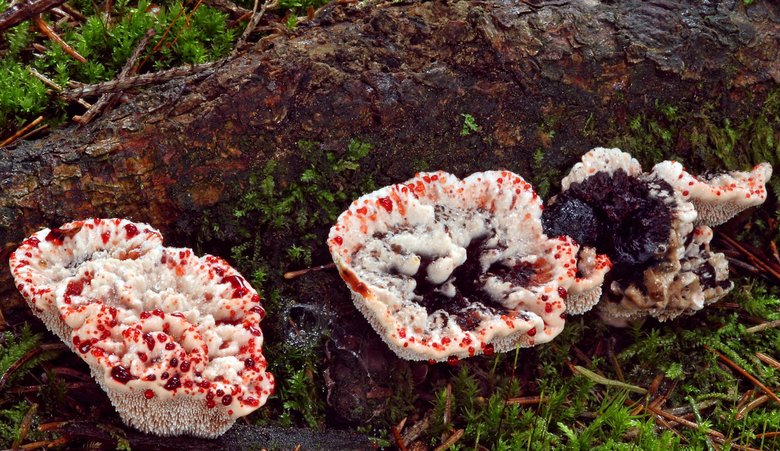 Hydnellum peckii (kolczakówka piekąca)