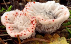 Hydnellum peckii (kolczakówka piekąca)