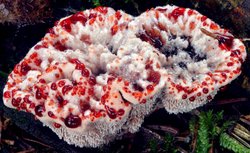 Hydnellum peckii (kolczakówka piekąca)