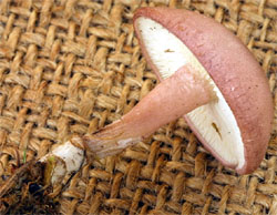 Calocybe carnea (gęśnica czerwonawa)