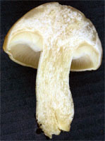 Calocybe gambosa (gęśnica wiosenna)