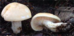 Calocybe gambosa (gęśnica wiosenna)