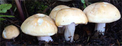 Calocybe gambosa (gęśnica wiosenna)