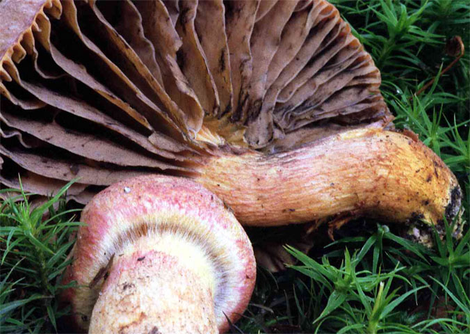 Chroogomphus helveticus ssp. tatrensis (klejek alpejski odmiana tatrzańska)