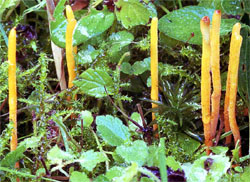 Clavulinopsis helvola (goździeniowiec miodowy)