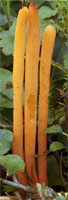 Clavulinopsis helvola (goździeniowiec miodowy)