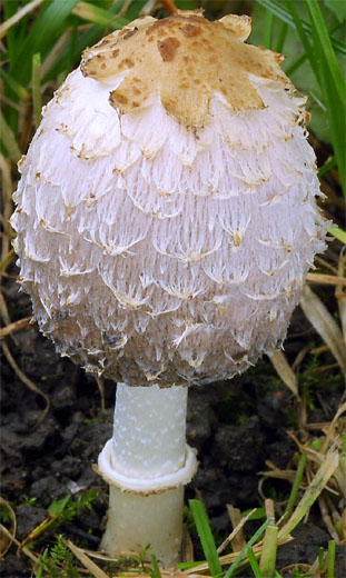 Coprinus vosoustii