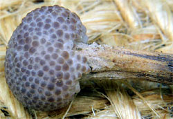 Ophiocordyceps entomorrhiza