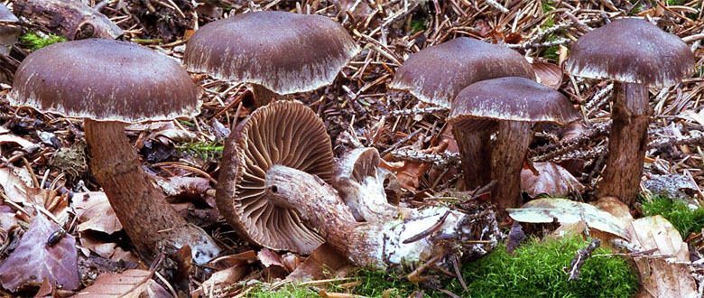 Cortinarius brunneus (zasłonak brunatny)